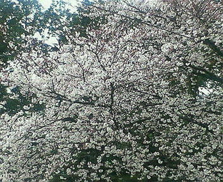 sakura_apr06.jpg