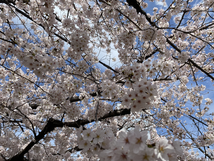 桜22東京.jpg