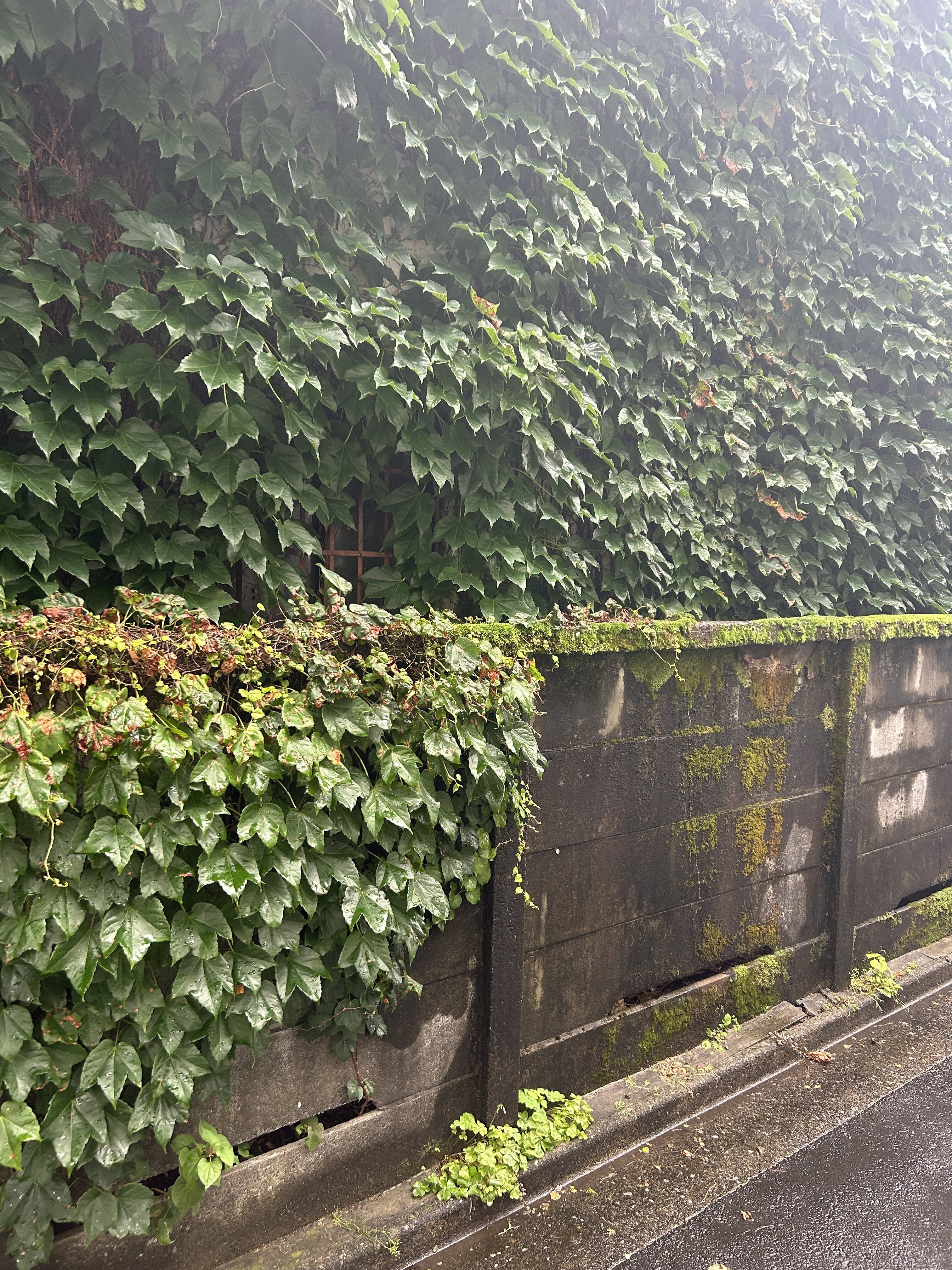 IMG_7124.jpeg